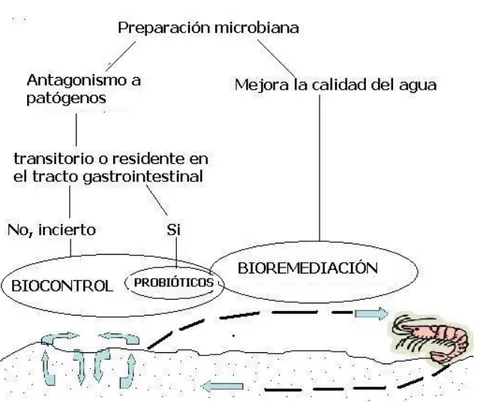 Figura  1.  Clasificación  tentativa  de  tratamientos  microbianos  usados  en  acuacultura,  de  acuerdo a la siguiente terminología