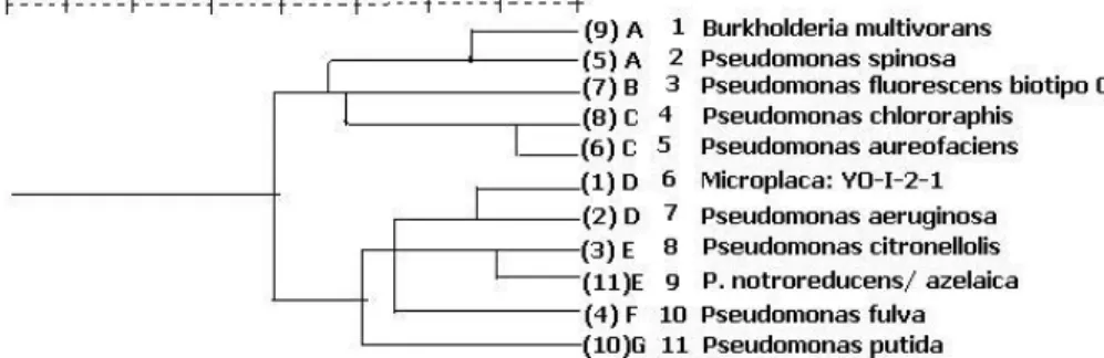Figura 7. Dendograma que muestra las distancias filogenéticas y la similitud de la cepa  seleccionada  YO-I-2-1  aislada  de  camarón  blanco  del  Pacifico  L
