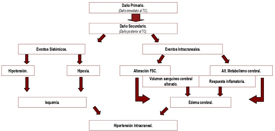 Figura 4. Esquema del daño post-traumático craneoencefálico (Allen, et al., 1996).