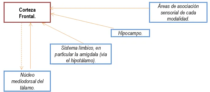 Figura 4. Vistas dordolateral, medial/cingulada y orbital de la corteza frontral (Fuster, 1999)