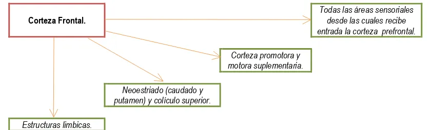 Figura 6. Los cuatro grandes destinos de eferencias frontales (Rains, 2004).