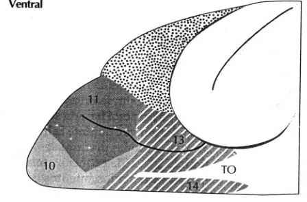 Figura 8. Mapa citoarquitectónico de Walter (1940), en la cual se puede observar el tracto olfatorio (TO) y la corteza frontal orbital (áreas 13 y 14)