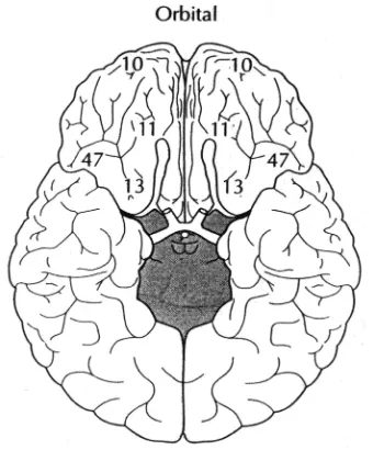 Figura 11. Vistas orbital de la corteza frontal (Fuster, 1999).