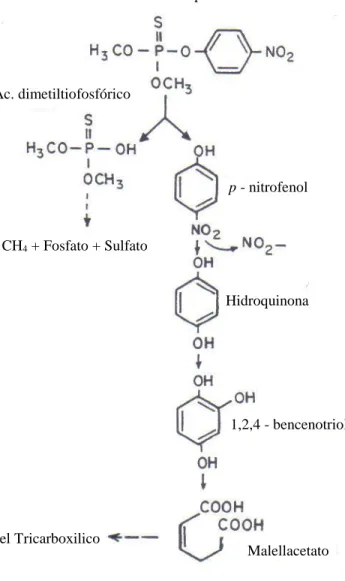 Figura 2. Ruta de degradación de metil paratión por la cepa bacteriana Pseudomonas           sp A3