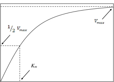 Figura 5. Representación gráfica de la ecuación de Michaelis-Menten         Adaptada de Wang y col., 1979