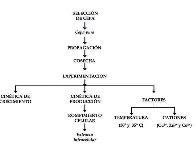 Figura 6. Diagrama de flujo de la descripción general del trabajo. 