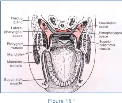 Figura 15 7 