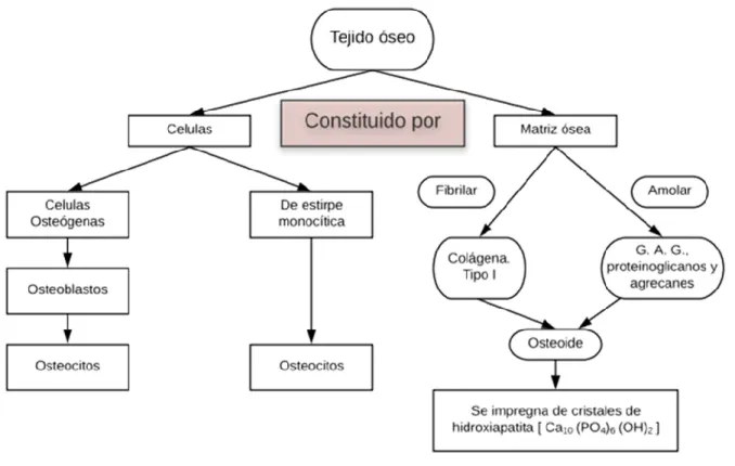 Figura 1. Compuesto de tejido óseo 