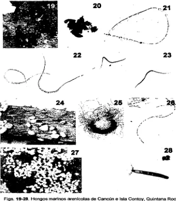 Figs. 19-28. ascosporas thalasiae 70. 700. 20. 19. Lulworthia Hongos marinos arenicolas de Cancún e Isla Contoy, Quintana Roo