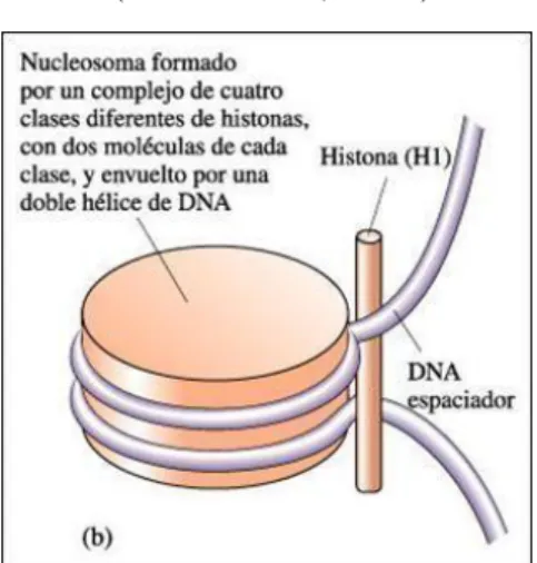 Figura 3. Estructura nucleosomal (Carpenter, 1999). 