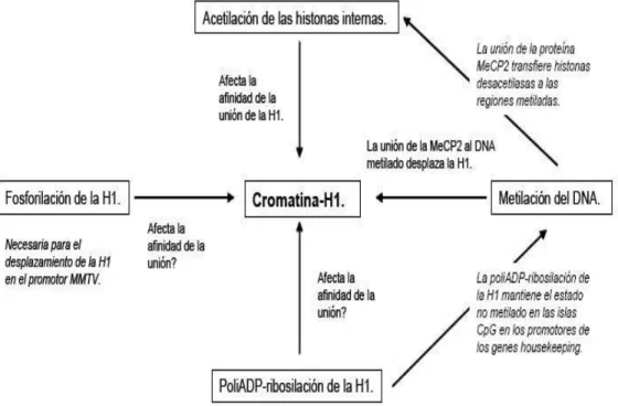 Figura 11. Interacciones que afectan la unió n de la H1 a la cro mat ina. Adaptada de  Zlatanova y co l, 2000