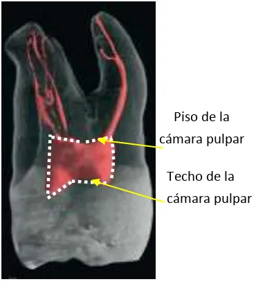 Fig. 5 Techo y piso de la cámara pulpar (Fuente: Cohen S. Vías de la pulpa. 10ª ed. España