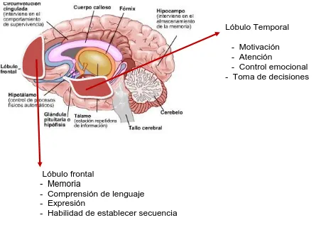 Figura 2.2.  Áreas del cerebro. Esquema  de localización de las estructuras de importancia para la fatiga mental y memoria-aprendizaje