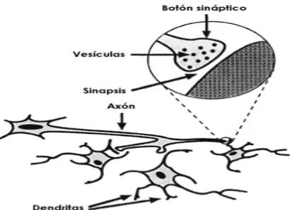 Figura 2.3.  Sinapsis. Una neurona típica está formada por el soma y  dos tipos de prolongaciones: las dendritas, cortas y ramificadas y el axón, más largo