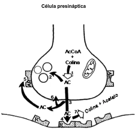 Figura 2.9. La sinapsis colinérgica, sintetiza, acumula y libera acetilcolina. El neurotransmisor proviene de la conversión del aminoalcohol  precursor: la colina, junto con la acetil-coenzima A (AcCoA), a través de la enzima colina-acetilasa (I), hacia ac