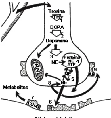 Figura 2.12. Las vías de los neurotransmisores noradrenérgicos  (Brailowsky, 1995). 