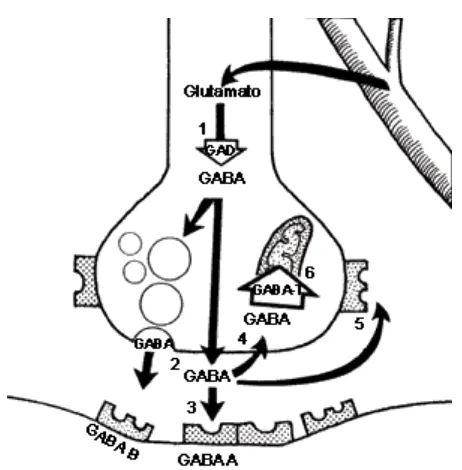 Figura 2.14. La sinapsis GABAérgica. El ácido  -aminobutírico  (GABA) se sintetiza a partir del glutamato a través de una descarboxilasa (1), la glutamato-des-carboxilasa (GAD)