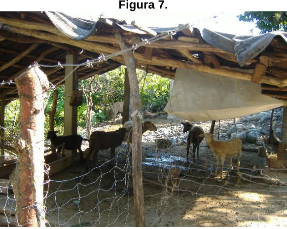 Figura 7. 