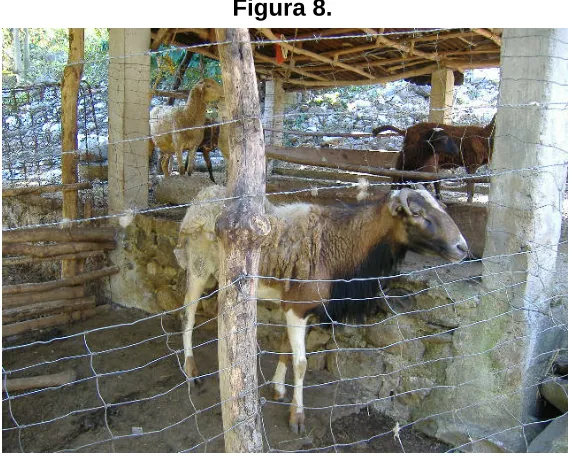 Figura 8. 