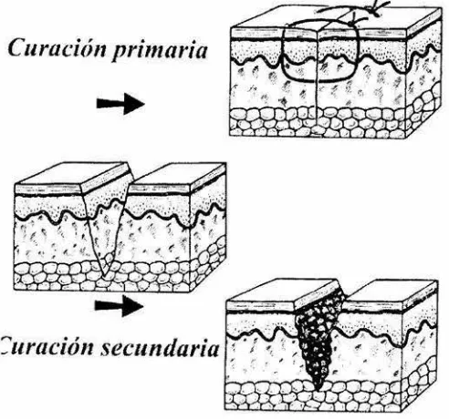 Figura 5 
