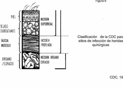 Figura 6 