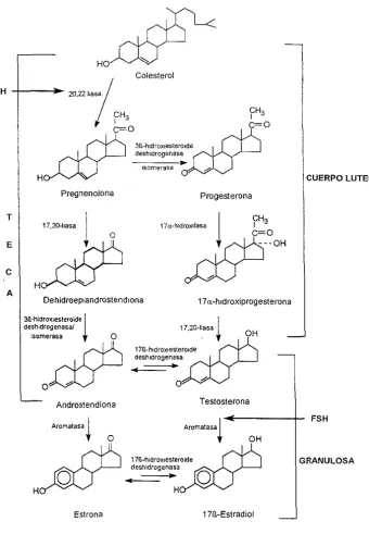 Figura 2_ Biosintesis de honnonas sexuales 