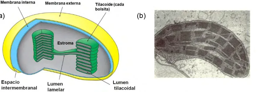 Figura 3. Cloroplasto. (a) Diagrama esquemático. (b) Micrografía electrónica  (Modificada de Nelson y Cox, 2009)