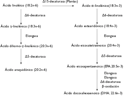 Figura 1. Metabolismo de ácidos grasos Ω6 (ácido linoléico) y Ω3 (ácido α-linolénico) a ácidos grasos más poliinsaturados, el DHA y el EPA