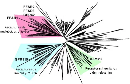 Figura 3. Árbol Filogenético de la familia de rodopsina de 7TMRs. Los FFA1, FFA2 y FFA3, forman un grupo de receptores que pertenecen a la familia de receptores de lípidos y nucleótidos