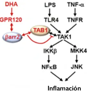 Figura 4.mediado por DHA, las letras negras y lineas negras indican las vías inflamatorias inducidas por LPS y TNF Esquema del mecanismo ααet al 