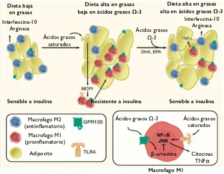 Figura 5.Figura 5. Modelo de como los FFAs omega 3 mantienen la sensibilidad a insulina mediante la activación del GPR120