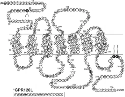 Figura 6.Figura 6. Secuencia de aminoácidos del receptor humano GPR120S. Se indica la posición de los 16 residuos adicionales encontrados en la tercera asa intracelular en la isoforma larga del receptor,  Secuencia de aminoácidos del receptor humano GPR120