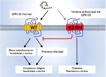 Figura 7.variante está asociada al incremento en el riesgo de obesidad y resistencia a insulina, ademas de  El GPR120 es un receptor/sensor de FFAs omega 3 y la perdida de su función lleva a sinónima (R270H) con sus propiedades de señalización afectadas in