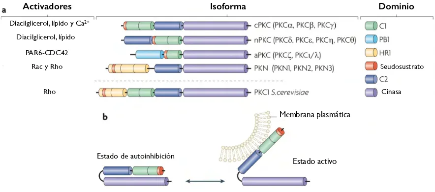 Figura 8. Familia de PKC. a. Esquema de los dominios de las isoformas de PKC en mamíferos 