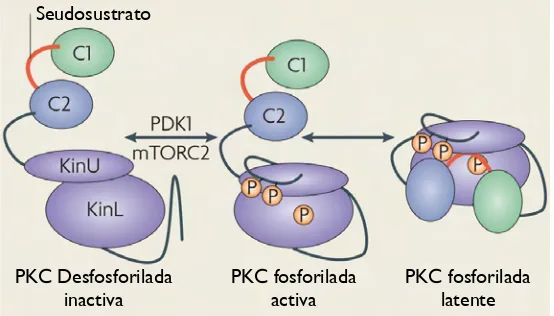 Figura 9. Figura 9. Generación del estado preparado de la PKC mediado por fosforilaciones de PDK1 y mTOR2