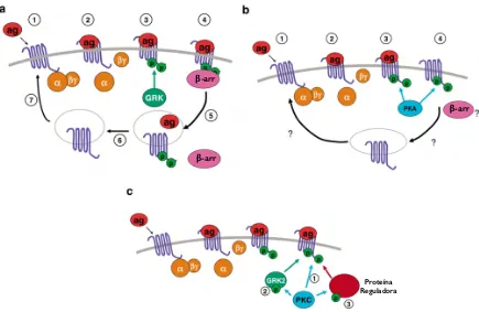 Figura 10. Regulación de GPCRs por GRKs y cinasas dependientes de segundos mensajeros