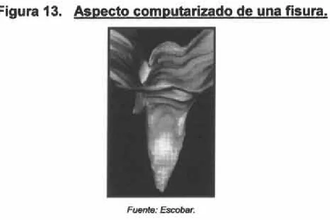 figura 13.