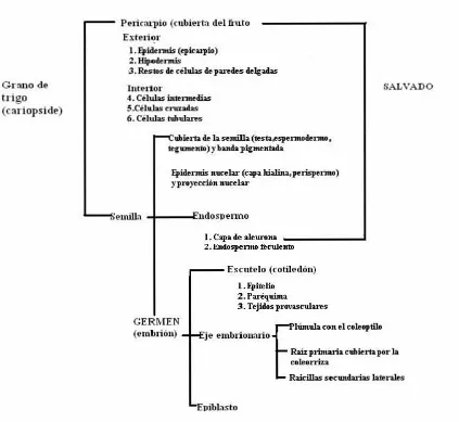 Figura 1.2 Estructura del grano de trigo 