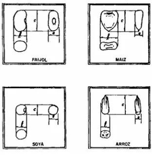 Figura 3.4. Separación de granos por largo y espesor. 