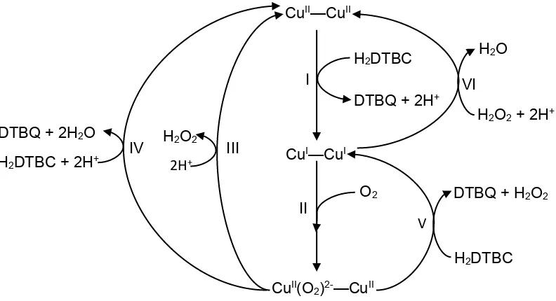Fig. 1.4: Mecanismo de reacción de la catecol oxidasa. La especie Cux—Cux representa al centro activo bimetálico en los diferentes estados de oxidación
