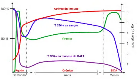 Figura 1.4 Historia natural de la infección por VIH. En esta figura se muestran esquemáticamente los cambios numéricos en células T CD4+ en mucosas y sangre, así como el nivel de viremia sobre el curso de la infección por VIH