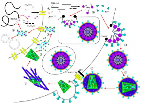 Figura 1.7 Ciclo de replicación del VIH. 1) Al unirse gp120 a CD4, receptor principal del VIH en células del Los nuevos viriones deben madurar para ser infecciosos