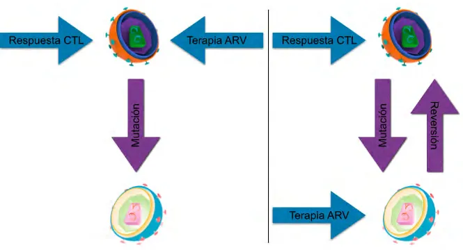 Figura 1.10 Modelo de acorralamiento. En el presente modelo se muestra del lado izquierdo un virus silvestre o “blanco de la respuesta CTL lo cual lo lleva a seleccionar una mutación de escape pero ahora el virus DR es blanco de la terapia ART lo que oblig