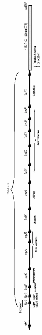 Fig. 15. Operón flp del Actinobacillus 