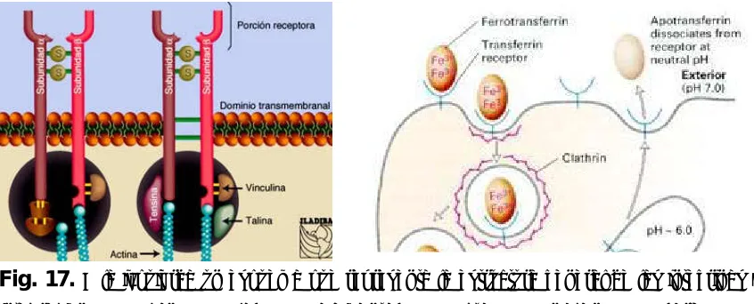 Fig. 17. A la izquierda un esquema que representa la estructura general de las integrinas y su 