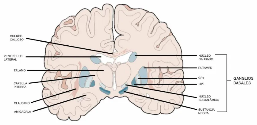 Figura 1. Los ganglios basales. Esquema que ilustra la posición de los núcleos que conforman el circuito de los ganglios basales: Estriado (Caudado-Putamén), Globo Pálido externo (GPe),Globo Pálido interno (GPi), Núcleo Subtalámico (NST), Sustancia Negra (