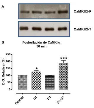 Figura 9. Fosforilación de la CaMKIIα en terminales estriado-nigrales mediante la 