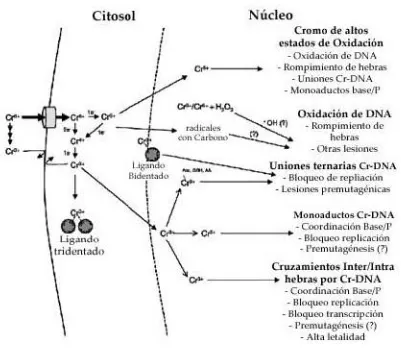 Fig. 2. Mecanismos de ingreso del Cr[VI] a la célula y su interacción con diversas moléculas que conduce a la inducción de  daño al material genético