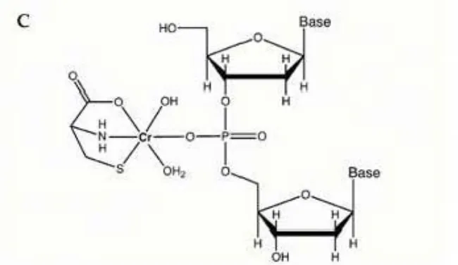 Fig 3. Uniones propuestas del Cromo trivalente al DNA. A y B: estructuras propuestas de las coordinaciones Base/P dadas por la unión de Cr[III]