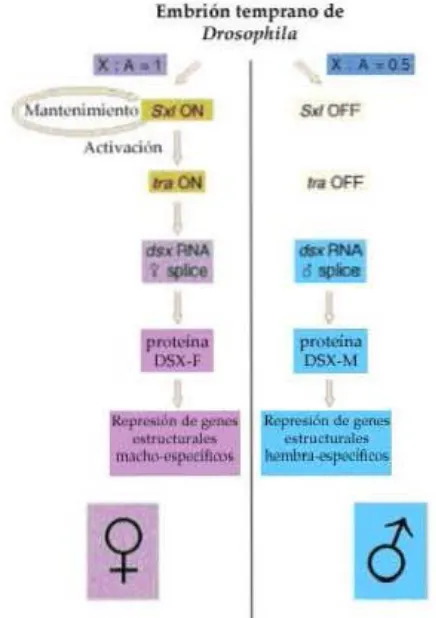 Fig. 6. Serie de señales desencadenadas posterior a la determinación del sexo por la relación X/A y la diferenciación en la expresión del gen Sxl (a partir de Giansanti et al, 2004)